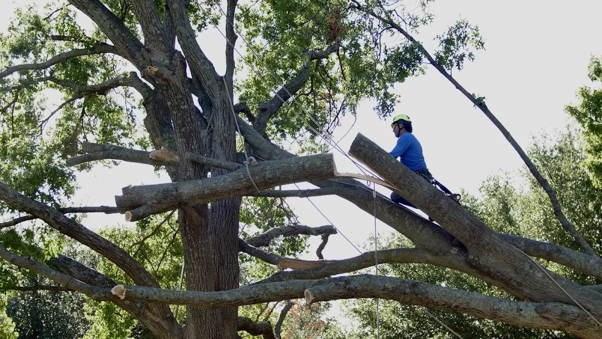 Professional Crown Thinning performed by certified arborists in Winter