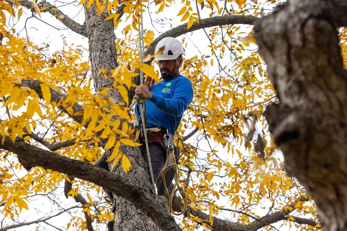 Skilled Storm Damage Cleanup crew working in Winter